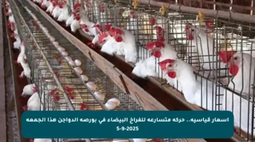 أسعار قياسية.. حركة متسارعة للفراخ البيضاء في بورصة الدواجن هذا الجمعة 5-9-2025